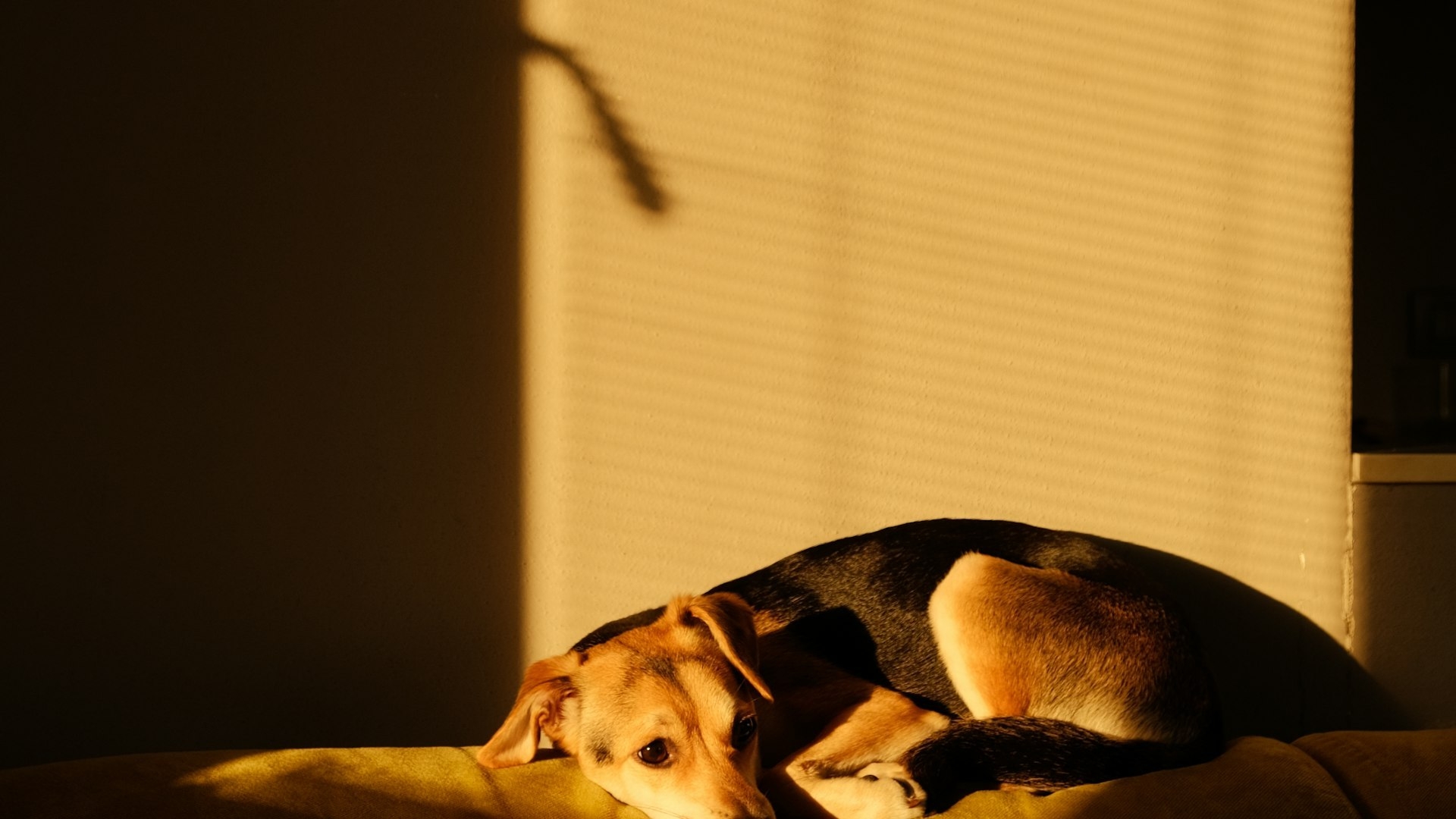 Pets in a Bulgarian apartment block and in a rented home: condominium rules, the lease, the common areas and liability for damage